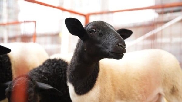 Coroneo lanza campaña de sanidad para rumiantes ante amenaza del gusano barrenador